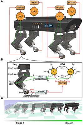 A Comparative Study of Adaptive Interlimb Coordination Mechanisms for Self-Organized Robot Locomotion